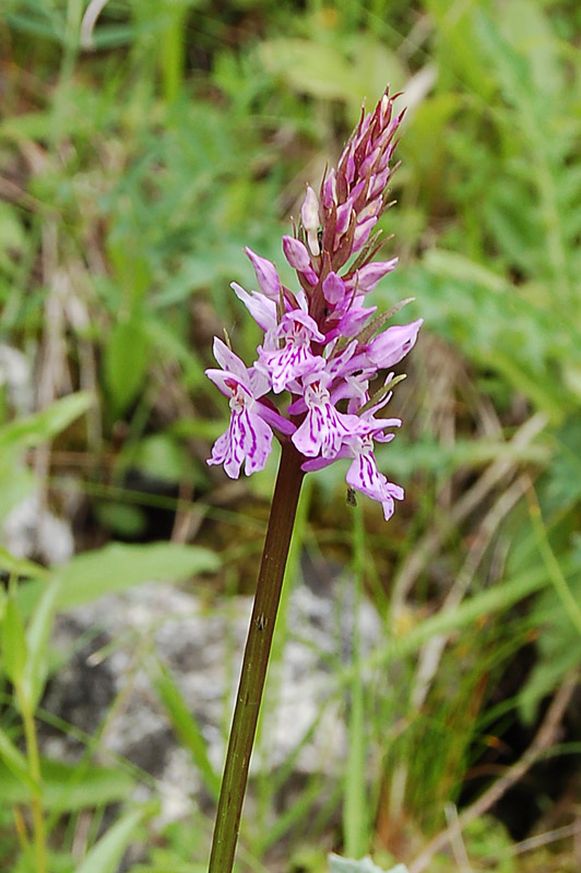 Dactylorhiza maculata?